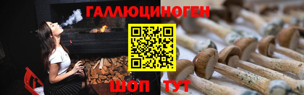 Галлюциногенные грибы Psilocybe Великие Луки